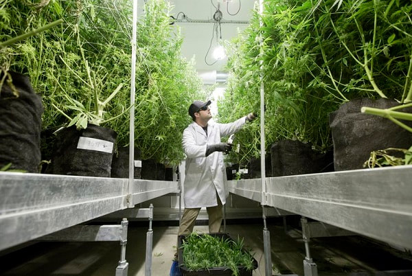 grow medical marijuana Toronto